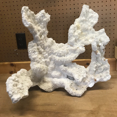 Lot 37 - Large White Coral