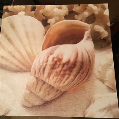 Set of three shell wall canvases
