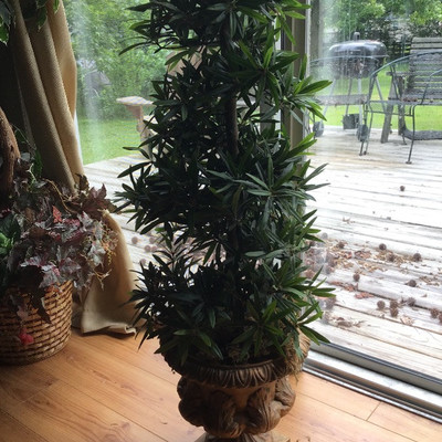 TREE IN URN