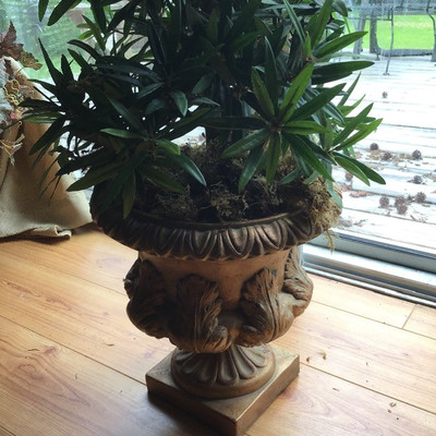 TREE IN URN