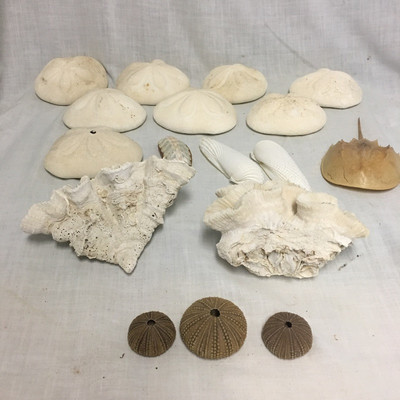 Lot 129 - Sea Biscuits and More Shells