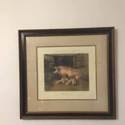 Antique original hand colored engraving John Frederick Herring the Elder, Sow and Pigs