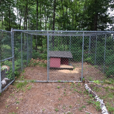 Dog Fence
