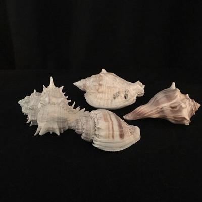 Lot 96 - Shells and Beach Print