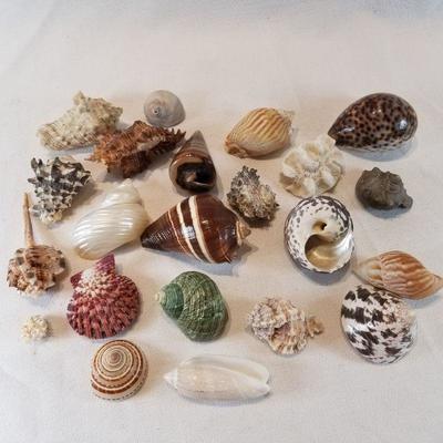 Collection of Nice Shells in a Wood Box