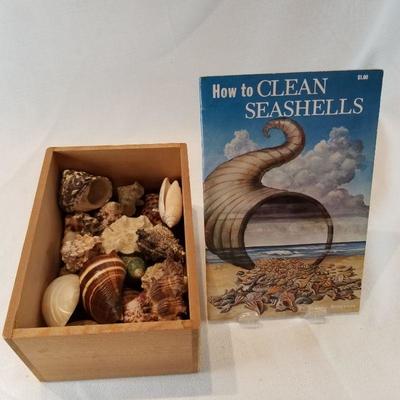 Collection of Nice Shells in a Wood Box