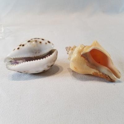 Pair of Carved Sea Shells