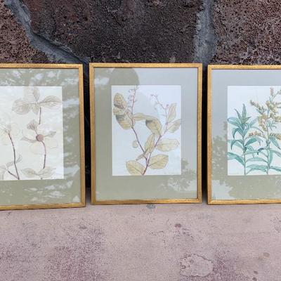Set Of 3 Botanical Framed Prints