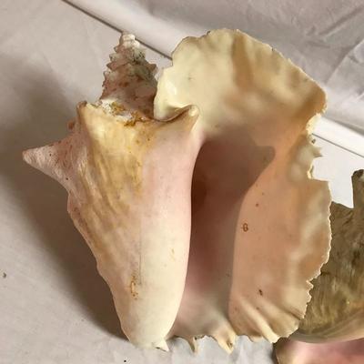 Lot 68 - Conch and Coral Collection 