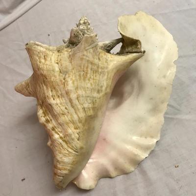 Lot 68 - Conch and Coral Collection 