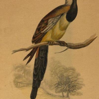 1840 Cape Turtle  Dove Colored Engraving