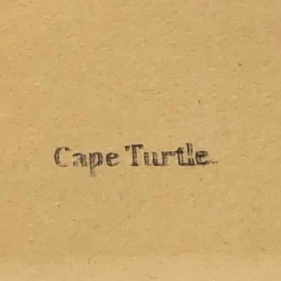1840 Cape Turtle  Dove Colored Engraving