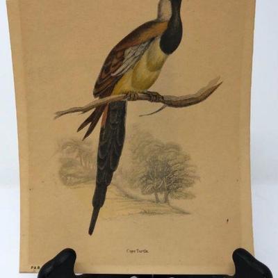 1840 Cape Turtle  Dove Colored Engraving