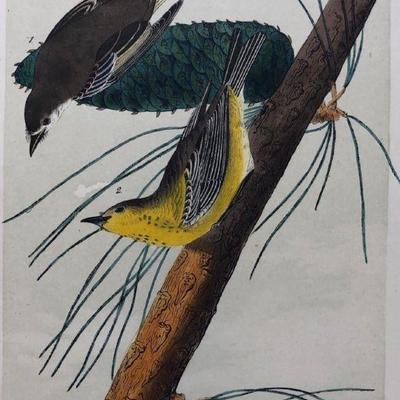 Later Edition JJ Audubon Color Engraving