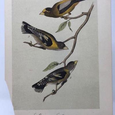 Later Edition JJ Audubon Color Engraving