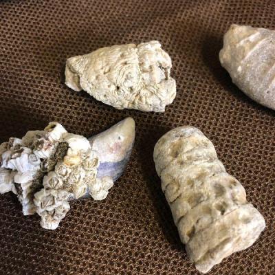 Lot #148 Rock, Fossil, limestones Barnacles 