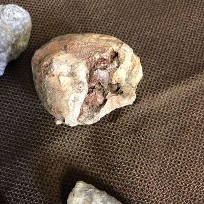 Lot #148 Rock, Fossil, limestones Barnacles 