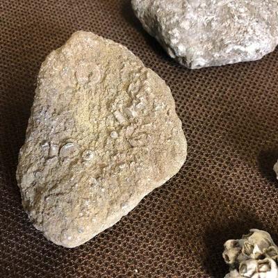 Lot #148 Rock, Fossil, limestones Barnacles 