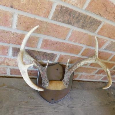 8 Point Mounted Deer Antler Wall Decor