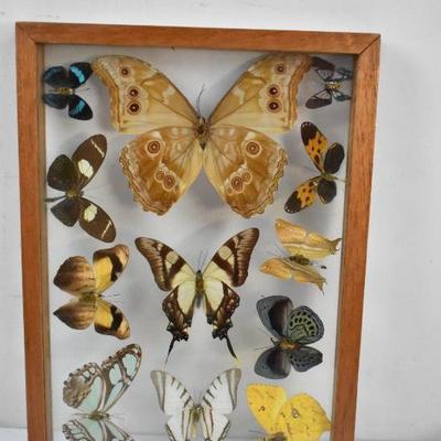 Framed Butterflies with Glass on Both Sides 8.5