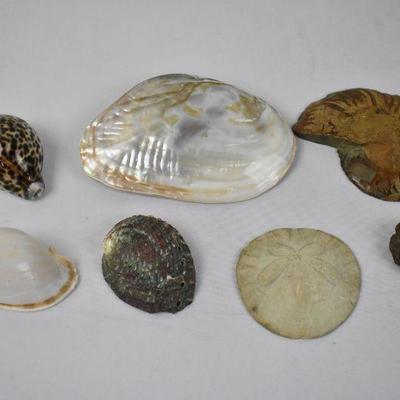 Shells & Sand Dollars, Lot of 7