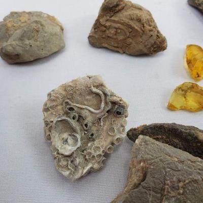 Small Plastic Treasure Chest of Fossils