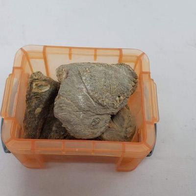 Small Plastic Treasure Chest of Fossils