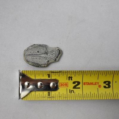 19 Piece Shells & Petrified Wood Items, Trilobite