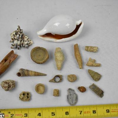 19 Piece Shells & Petrified Wood Items, Trilobite