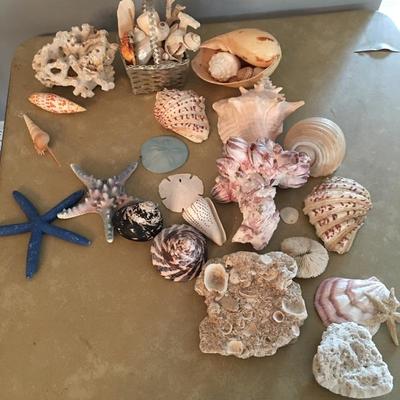 Lot 81 - Huge Shell Collection