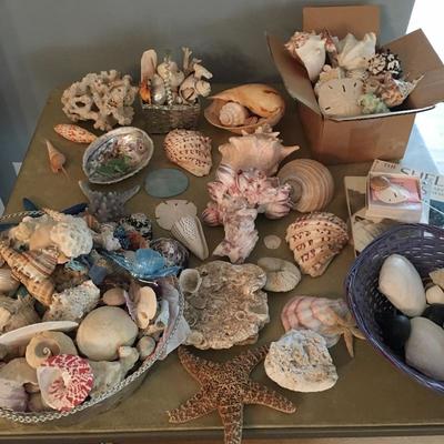Lot 81 - Huge Shell Collection