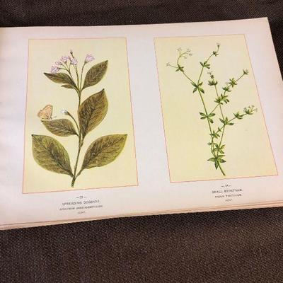 Lot #116 Antique Book - Wild Flowers of Canada 