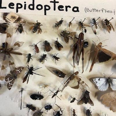 Lot#157 Lepidoptera Butterfly and bug collection 