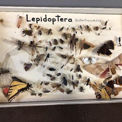 Lot#157 Lepidoptera Butterfly and bug collection 