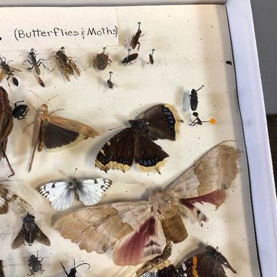 Lot#157 Lepidoptera Butterfly and bug collection 