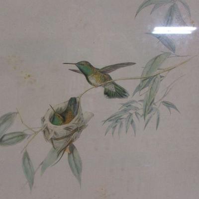 Lot 53 - Framed Hand Colored Lithographs Of Hummingbirds