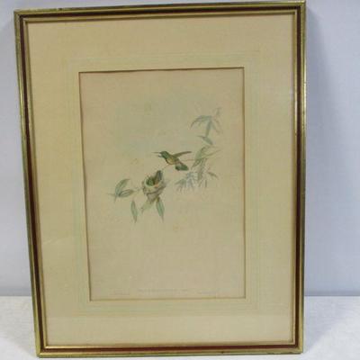 Lot 53 - Framed Hand Colored Lithographs Of Hummingbirds