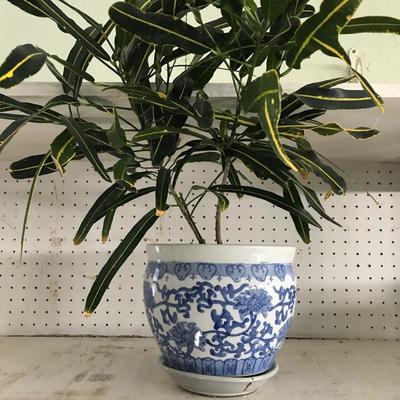 Lot 122- Flower Pots and Plants