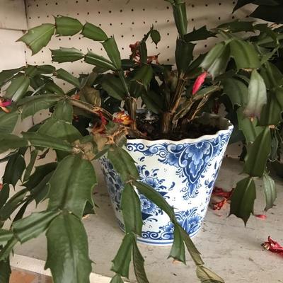 Lot 122- Flower Pots and Plants