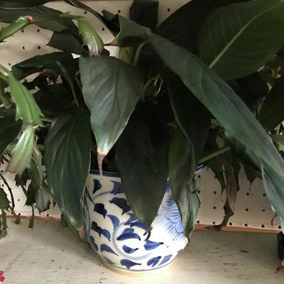 Lot 122- Flower Pots and Plants