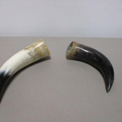 Lot 25 - Animal Bull Steer Cow Horn with White/Off White Accents