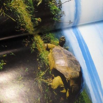 Lot 210 - National Geographic Society Hardback Books