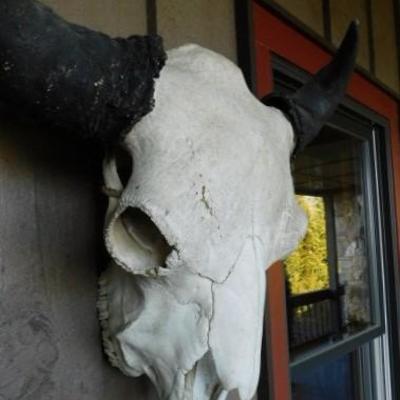 Buffalo Horned Skull 28