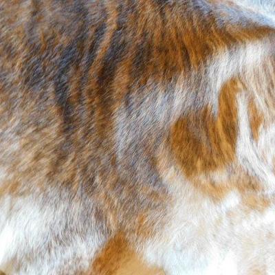 Animal Leather Hide Speckled Longhorn (?) 57
