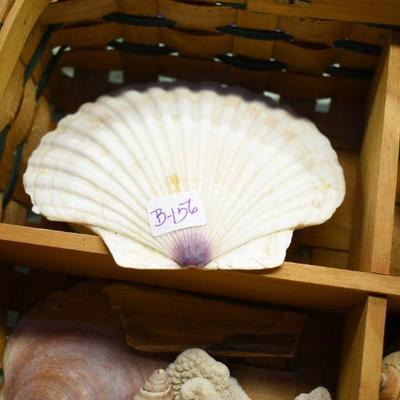 Lot B-156: Sectioned Hangled Basket with Assortment of Shells