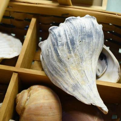 Lot B-156: Sectioned Hangled Basket with Assortment of Shells