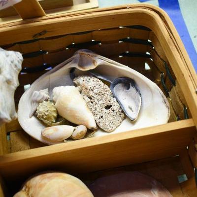 Lot B-156: Sectioned Hangled Basket with Assortment of Shells
