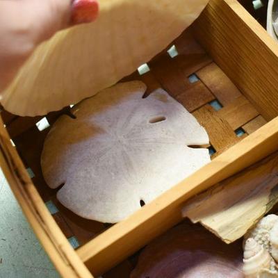 Lot B-156: Sectioned Hangled Basket with Assortment of Shells
