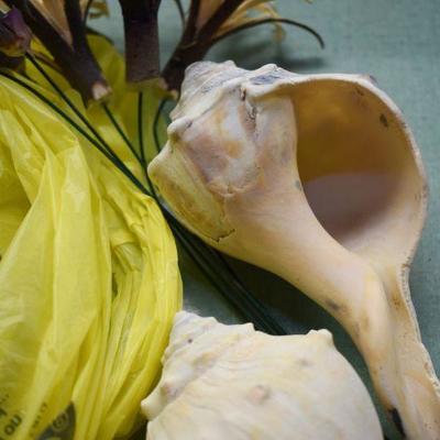 Lot B-159: Collection of Shells, Driftwood and Shell Candle