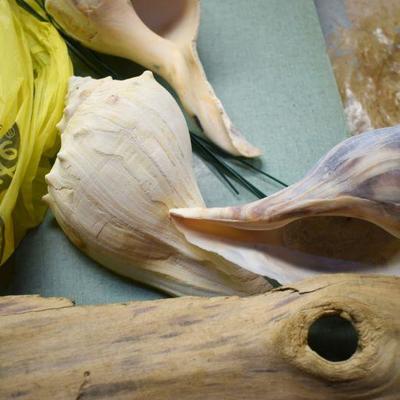 Lot B-159: Collection of Shells, Driftwood and Shell Candle